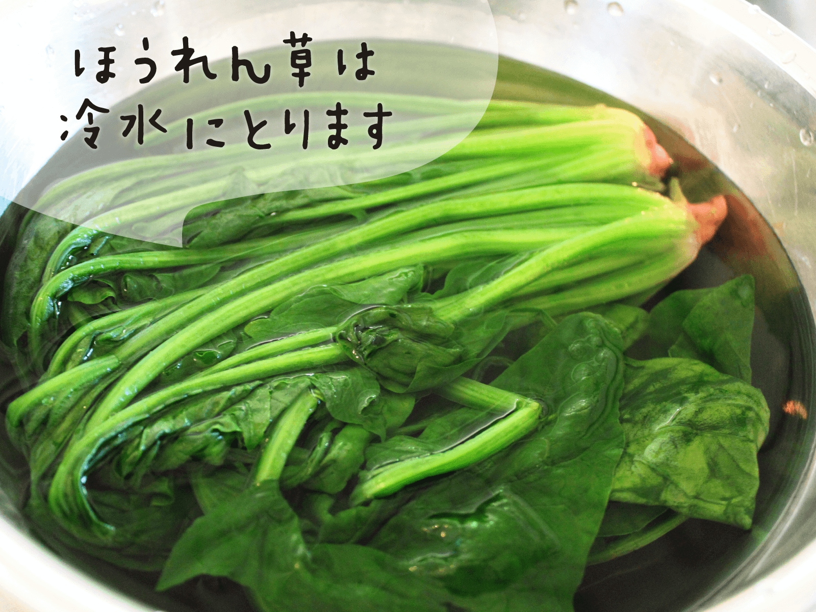ほうれん草は冷水にとります